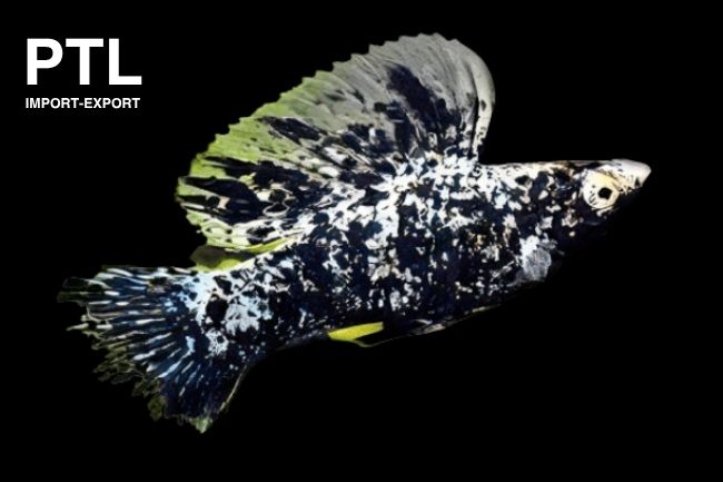 PTL-S007 SAILFIN MOLLY MARBLE - TH(1)